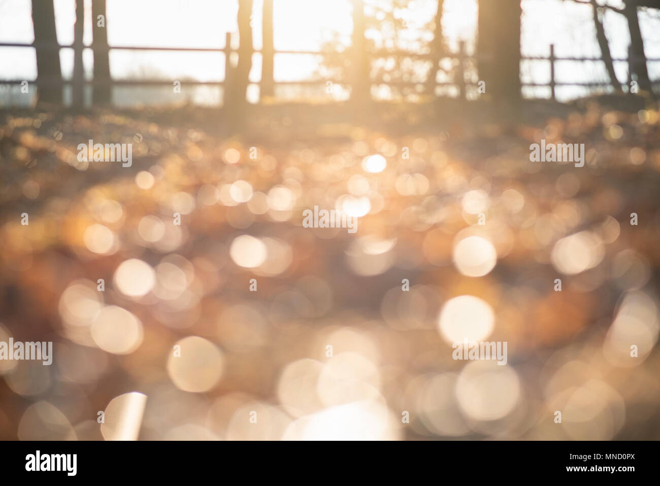 Abstract soft and unfocused design background with place for text. Magic forest background with unusual natural effect of sunlifht and glitter bokeh l Stock Photo
