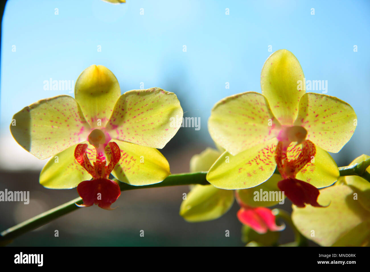 A very beautiful and colorful yellow orchid flowers. Blue sky behind them. Stock Photo