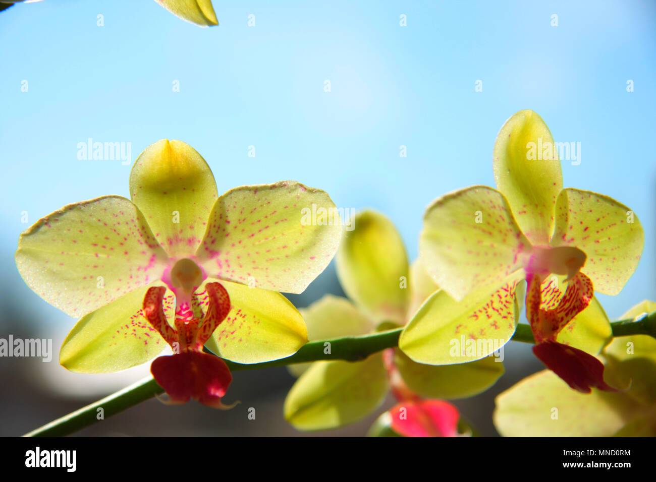 A very beautiful and colorful yellow orchid flowers. Blue sky behind them. Stock Photo