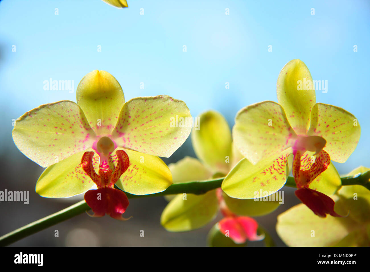 A very beautiful and colorful yellow orchid flowers. Blue sky behind them. Stock Photo