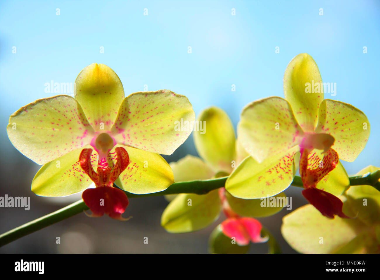 A very beautiful and colorful yellow orchid flowers. Blue sky behind them. Stock Photo