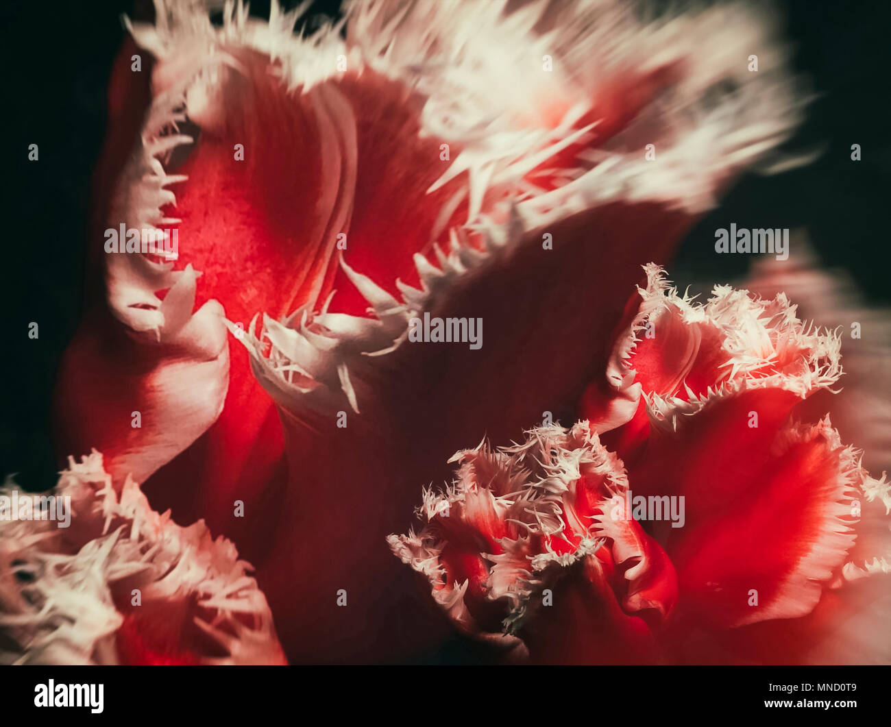 Red tulips with white edges on dark background. Abstract macro photo Stock Photo