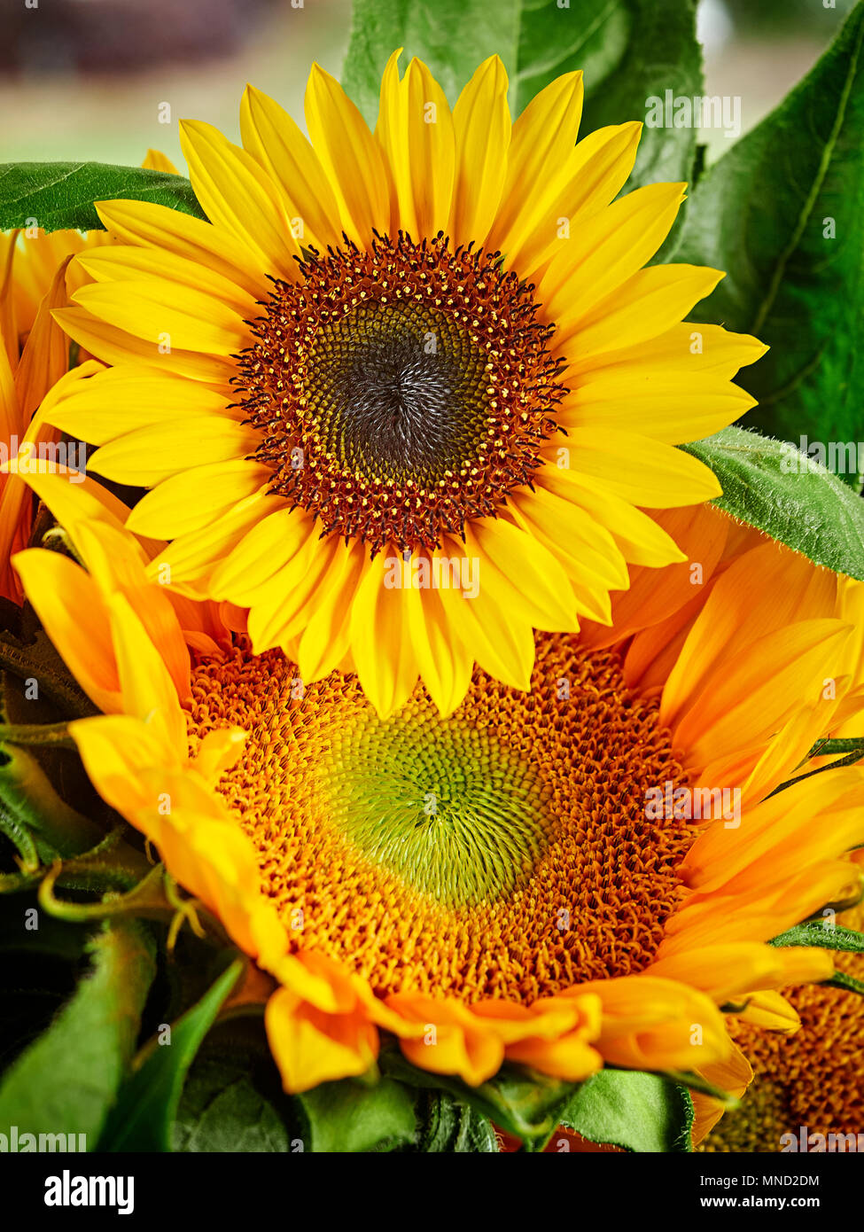 Sunflowers vase hires stock photography and images Alamy