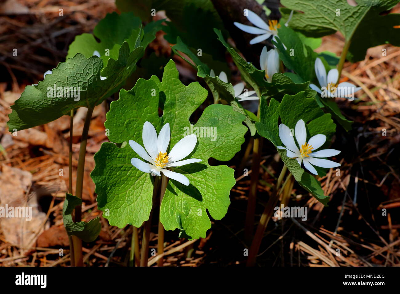 Bloodroot (sanguinaria canadensis) in Bayfield county, Wisconsin, USA Stock Photo