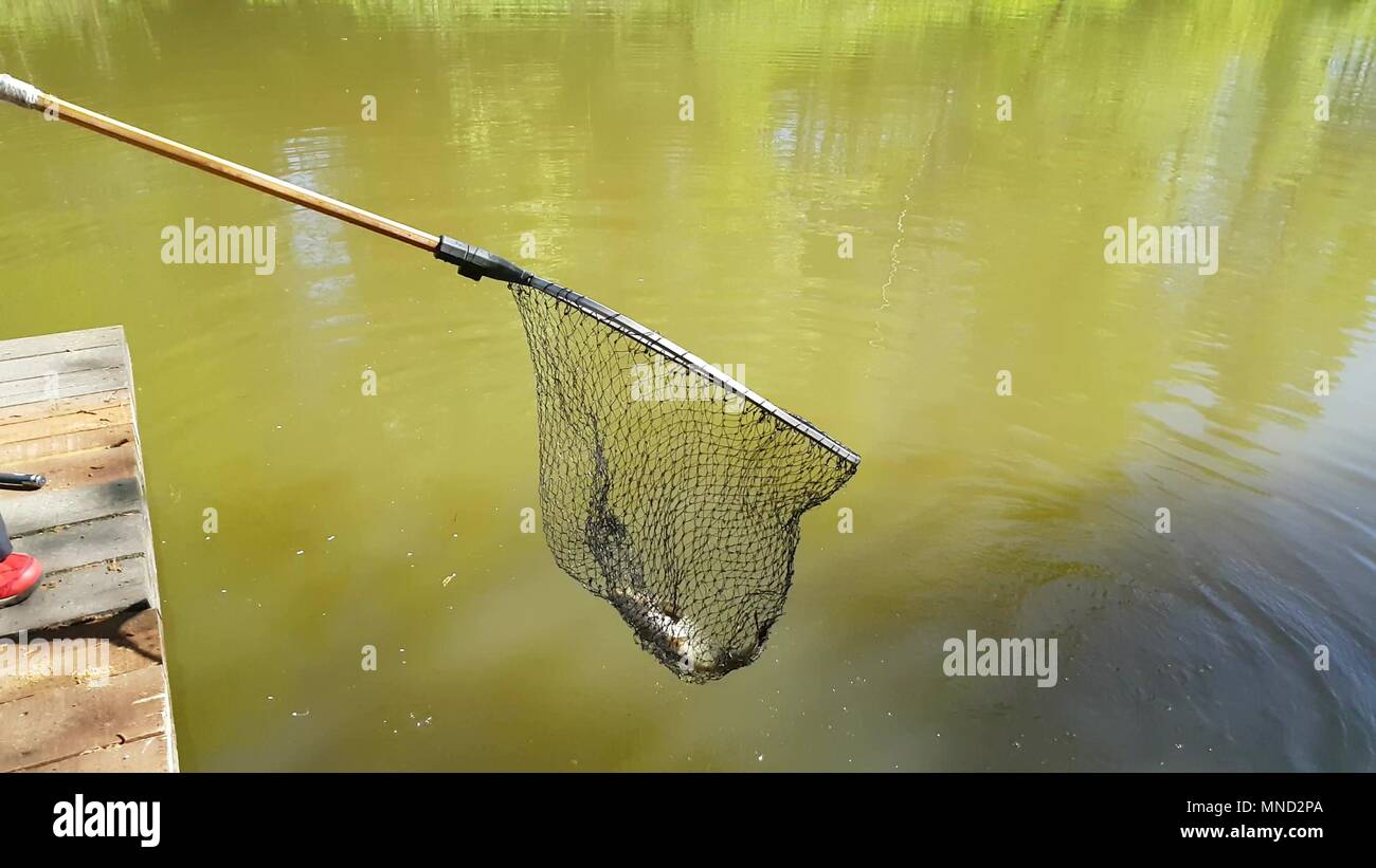 Harvesting fish pond Stock Photo Alamy