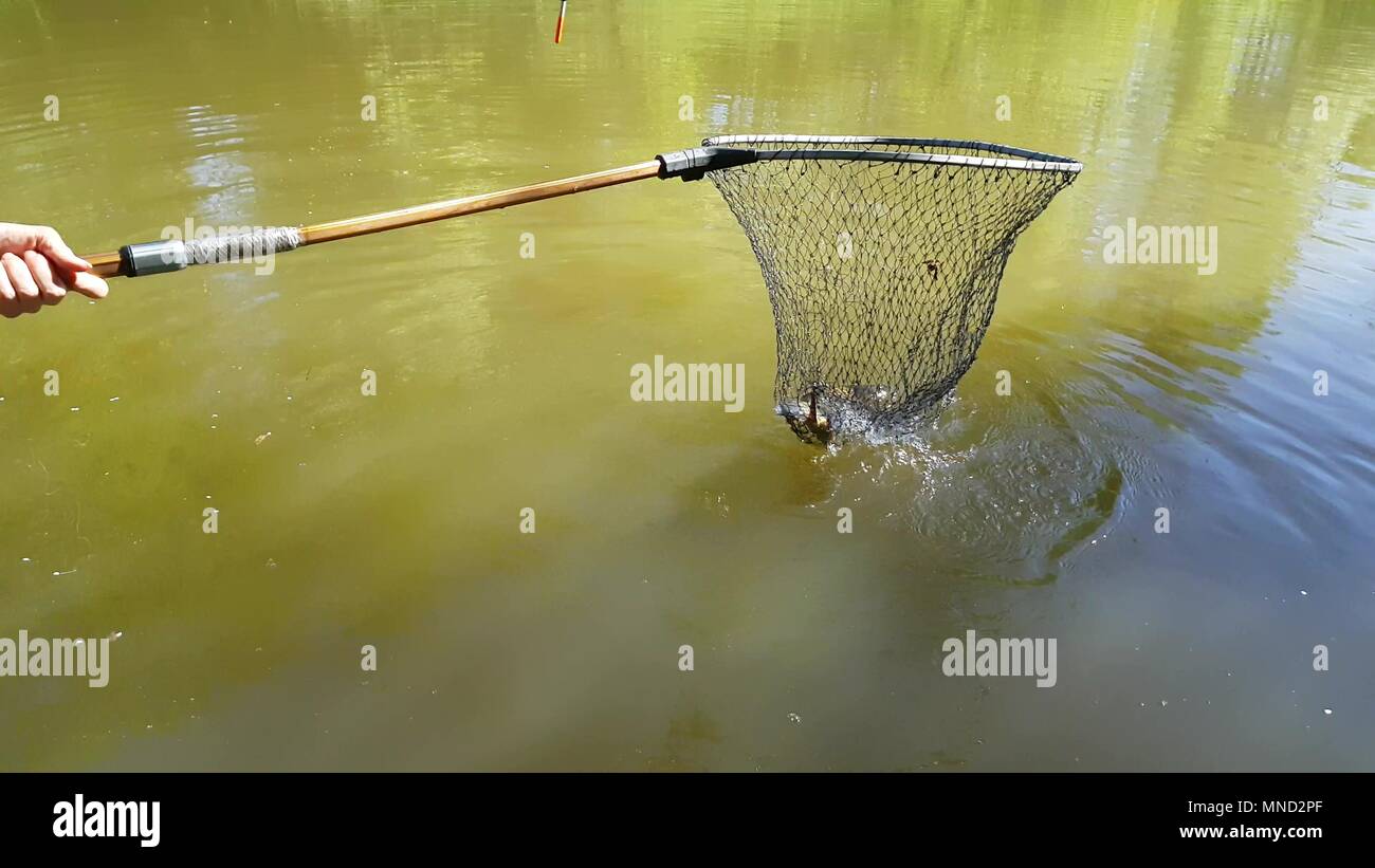 Harvesting fish pond Stock Photo Alamy