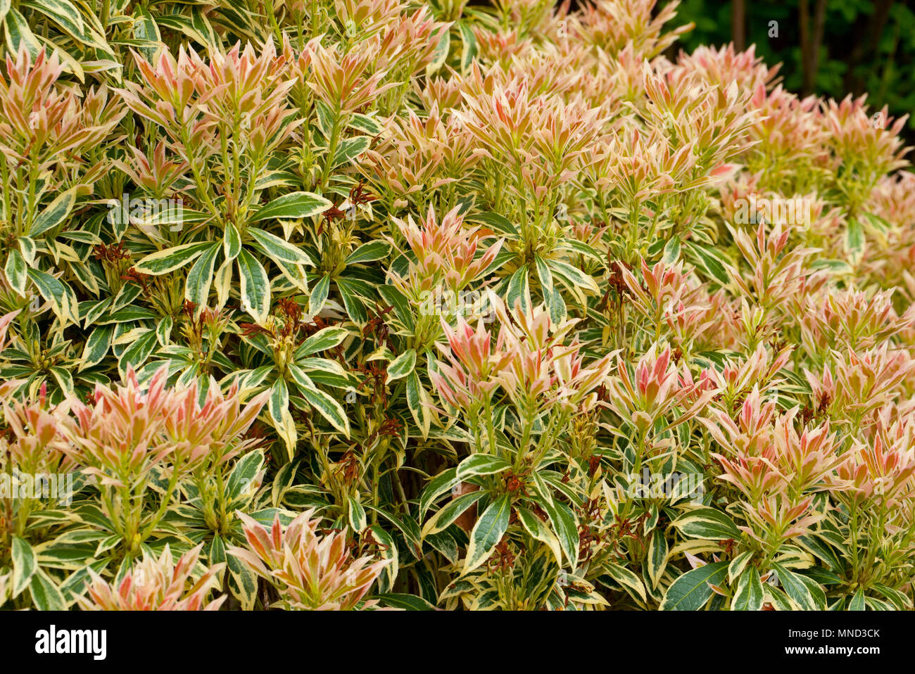 Pieris shrub, (Pieris floribunda). Forest Flame, Stock Photo