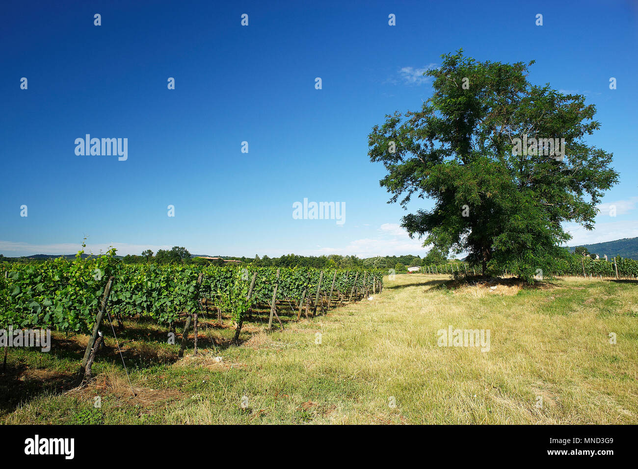 (Bs),Franciacorta,Lombardy,Italy, a vineyard in June Stock