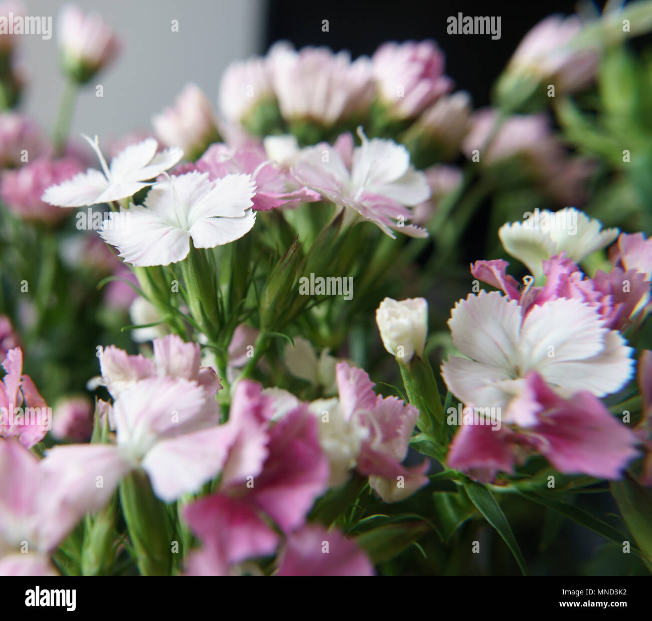 Spring flowers close up Stock Photo - Alamy