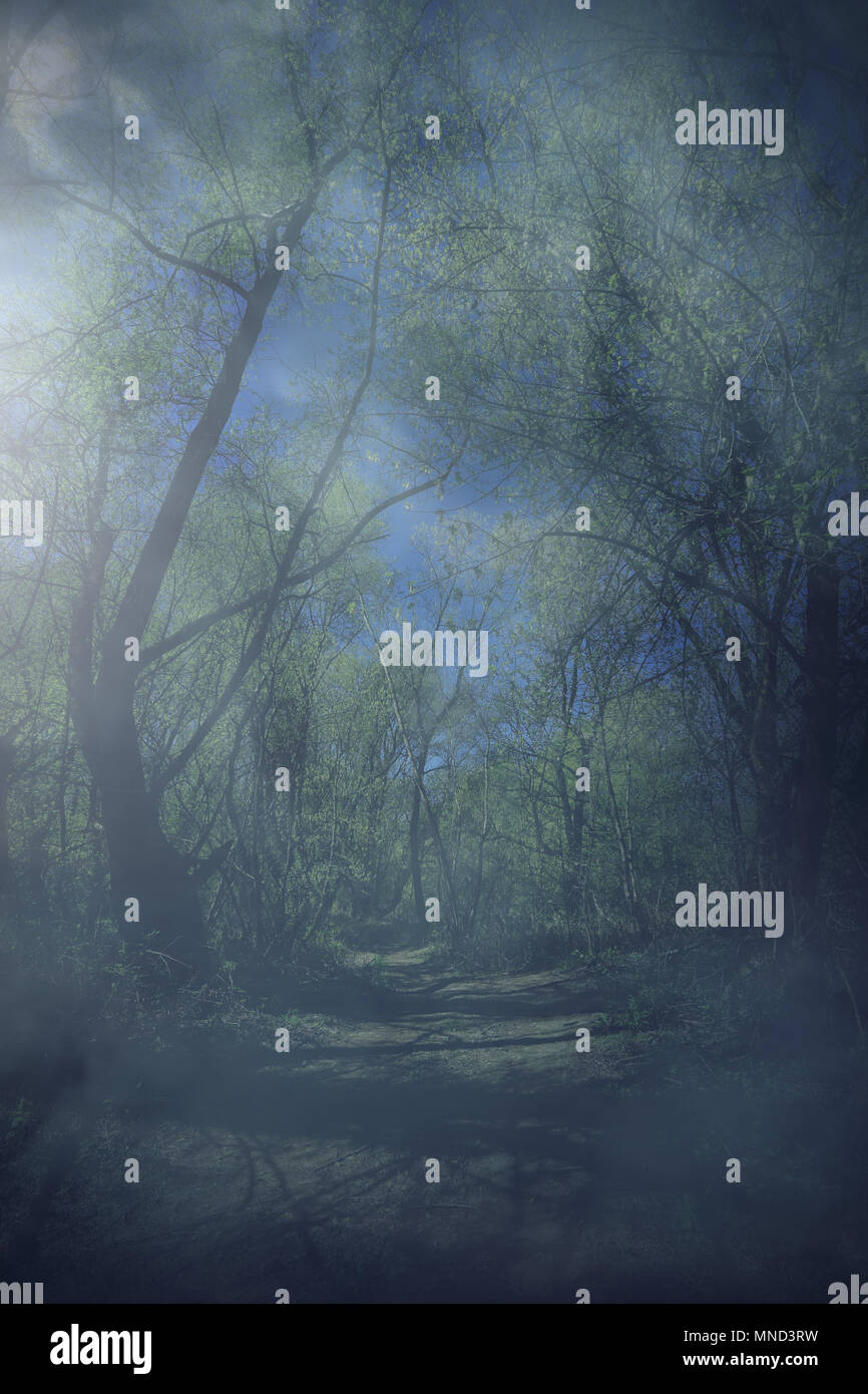 foggy forest at night Stock Photo - Alamy