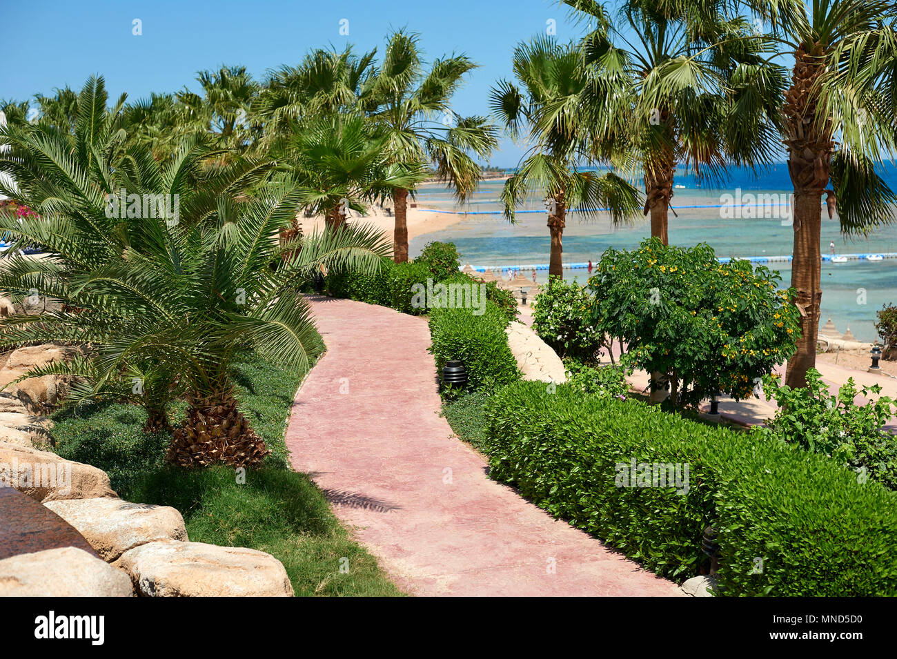 Summer palm trees on the coastal promenade overlooking the red sea, travel concept in Egypt, Sharm El Sheikh Stock Photo
