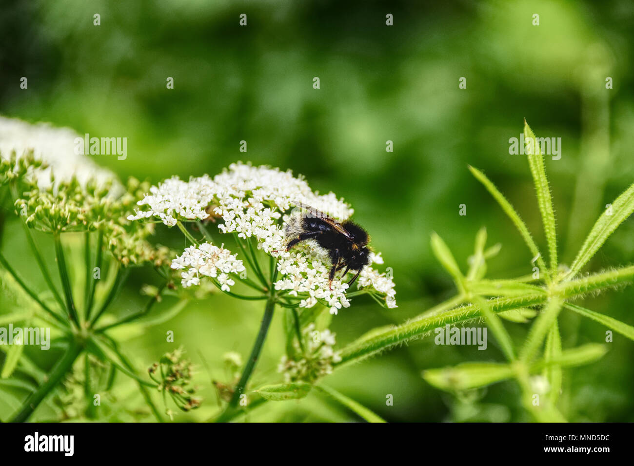 Bumblebee on a blooming flower close up Stock Photo