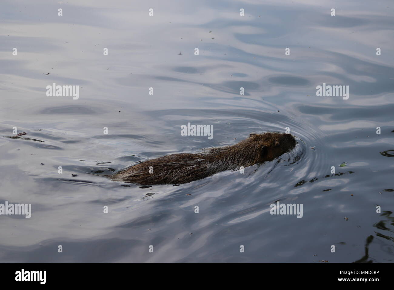 Portrait of a large coypu, also known as the nutria, swimming in shallow waters Stock Photo
