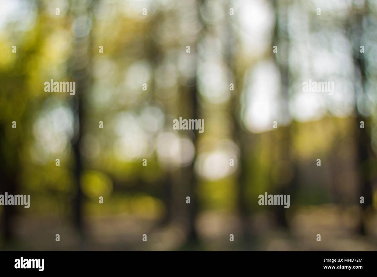 Mysterious Forest In Contre Jour Blurry Nature Wallpaper Forest Bokeh Background Stock Photo Alamy Mysterious Forest In Contre Jour Blurry Nature Wallpaper Forest Bokeh Background Stock Photo Alamy