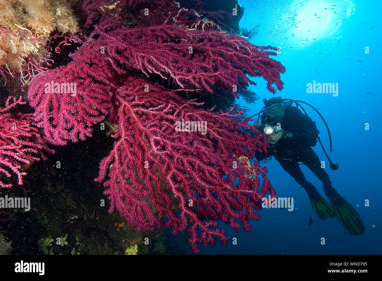 diver and red fan coral in the Mediterranean |Taucher und Rote Fächerkoralle im Mittelmeer | (Paramunicea clavata) Stock Photo