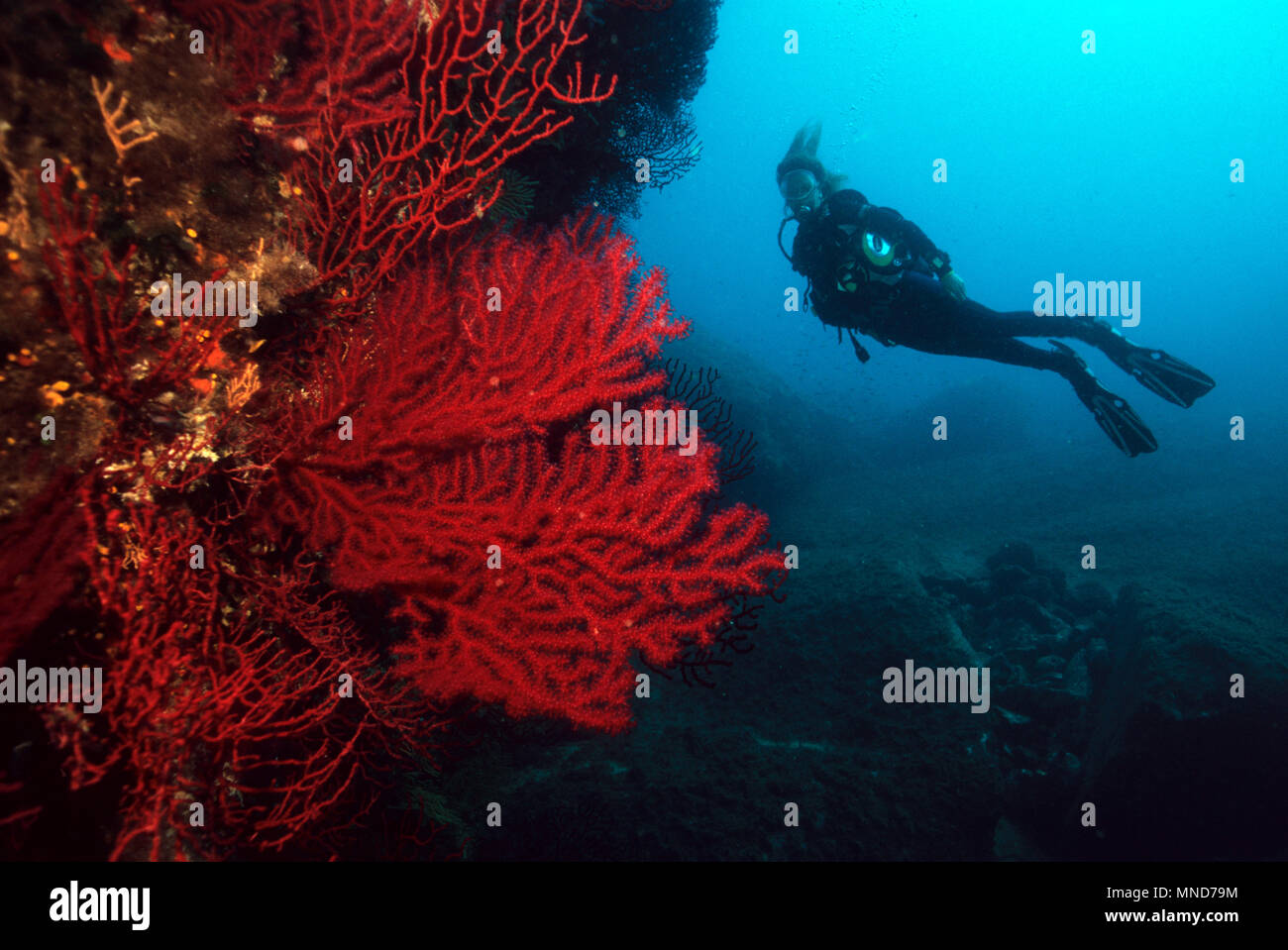 diver and red fan coral in the Mediterranean |Taucher und Rote Fächerkoralle im Mittelmeer | (Paramunicea clavata) Stock Photo