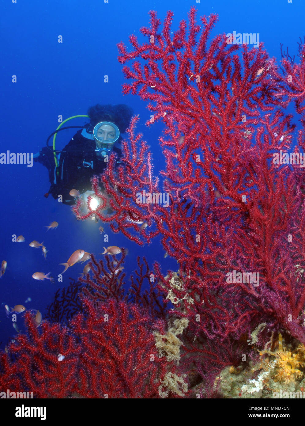 diver and red fan coral in the Mediterranean |Taucher und Rote Fächerkoralle im Mittelmeer | (Paramunicea clavata) Stock Photo