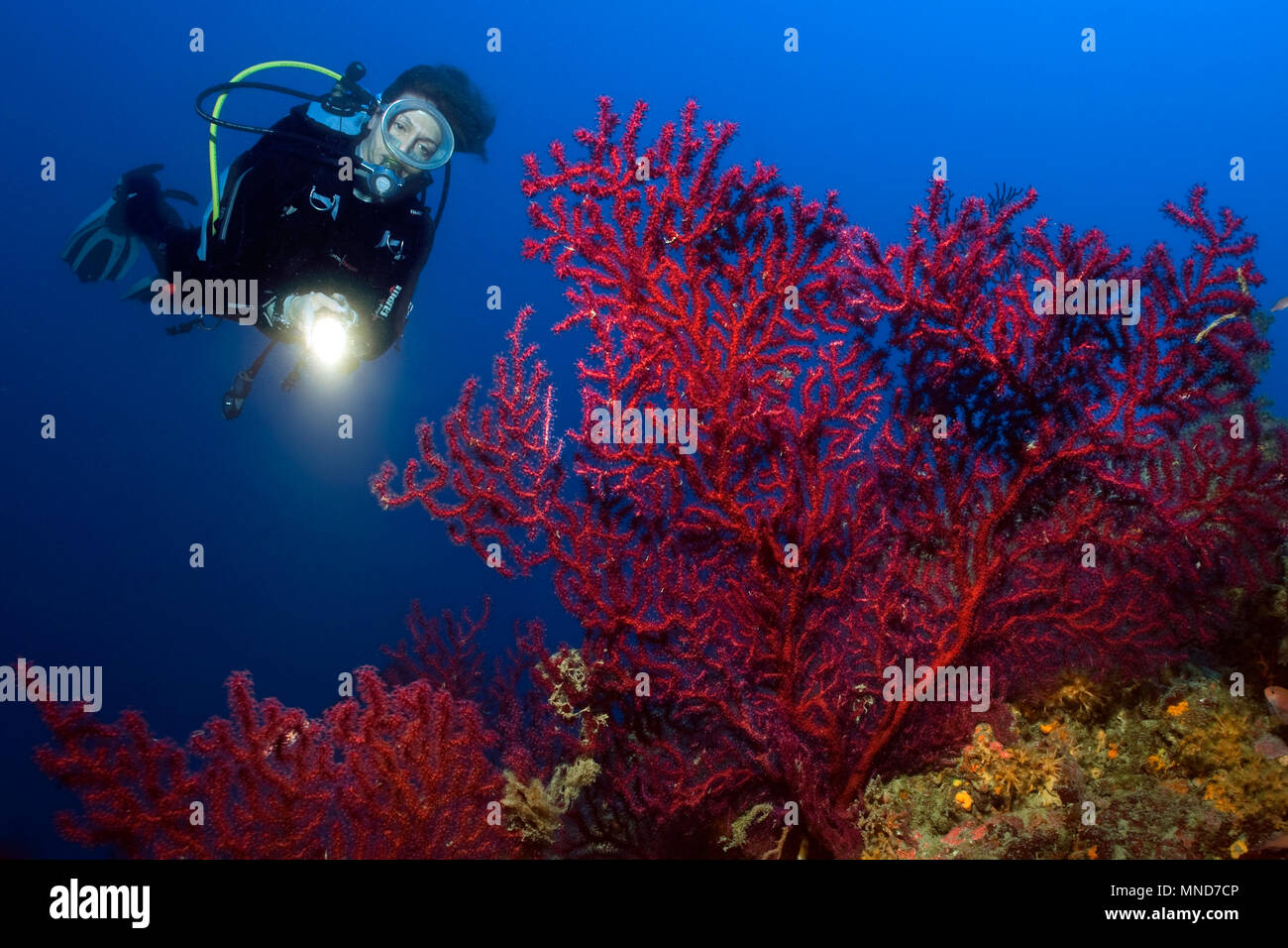 diver and red fan coral in the Mediterranean |Taucher und Rote Fächerkoralle im Mittelmeer | (Paramunicea clavata) Stock Photo