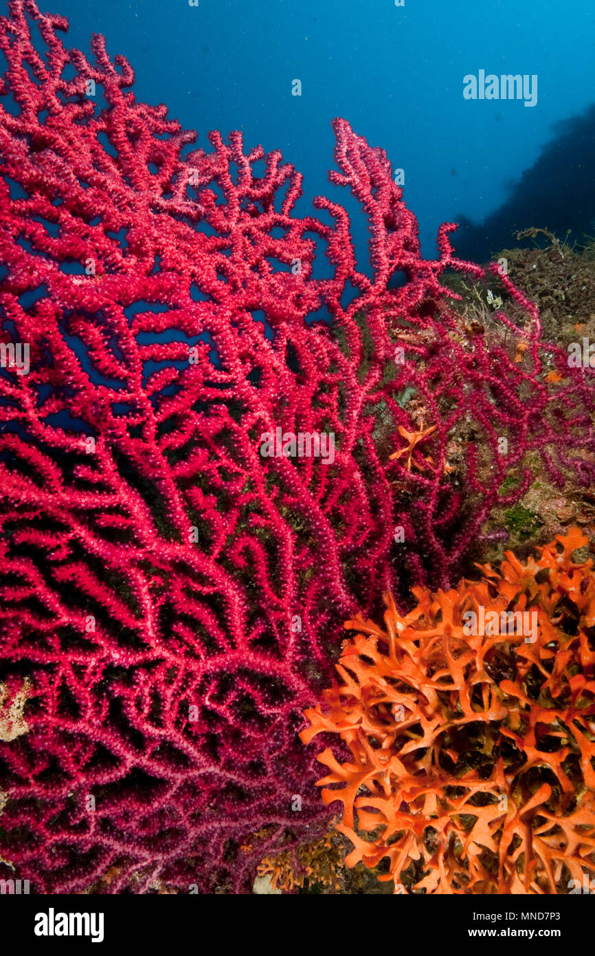 Red fan coral in the Mediterranean |Rote Fächerkoralle im Mittelmeer | (Paramunicea clavata) Stock Photo