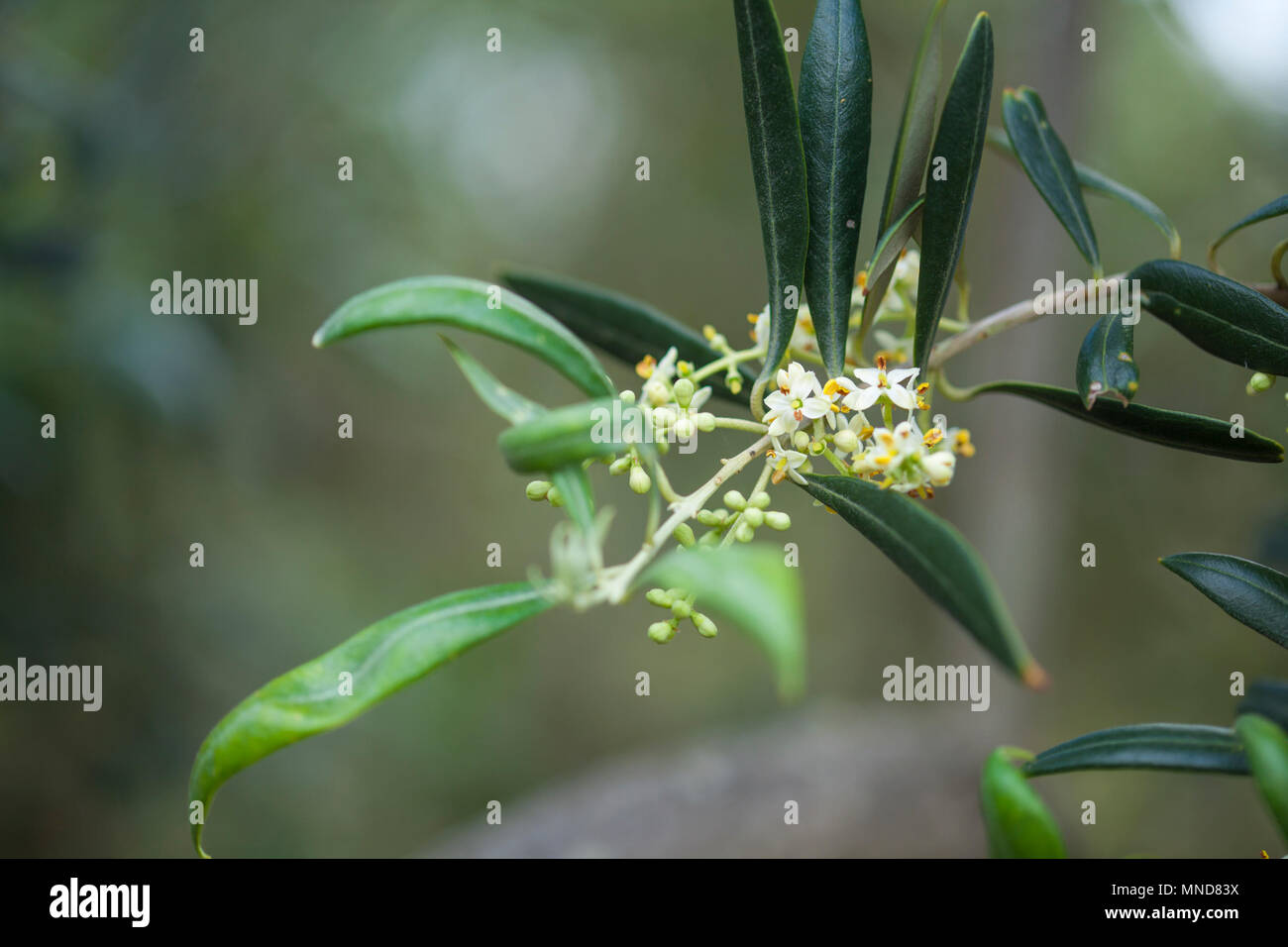 small flowers of olive trees natural floral macro background Stock Photo