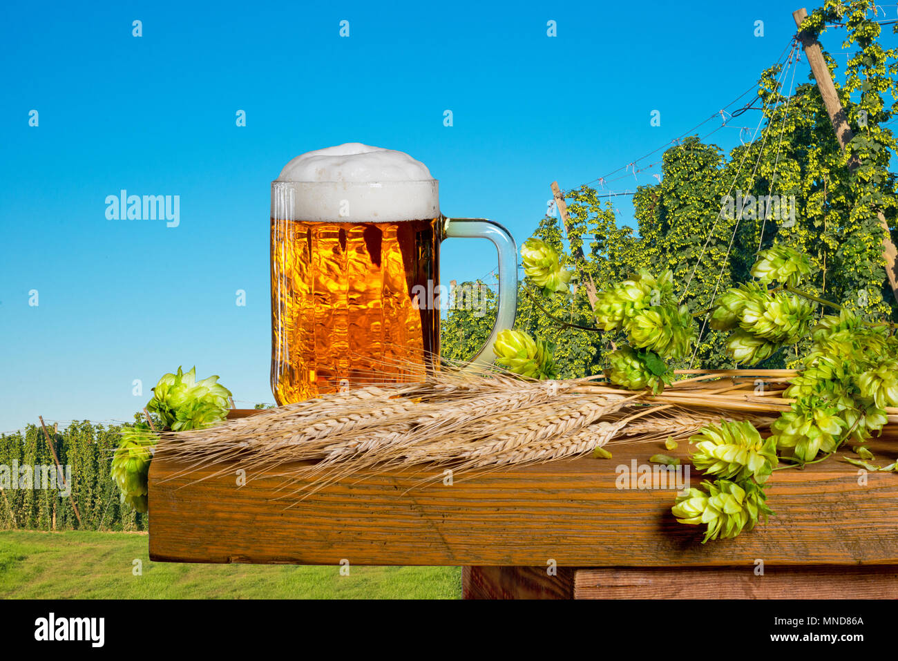 Glass of beer and raw material for beer production Stock Photo Alamy
