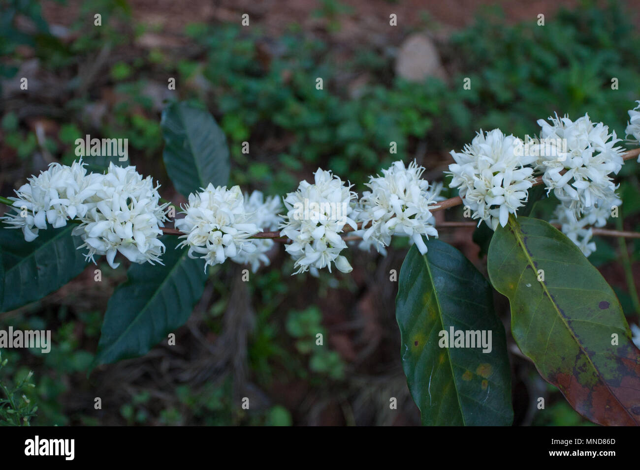 Coffee Flower - photographed at Chikmagalur (Karnataka, India) Stock Photo