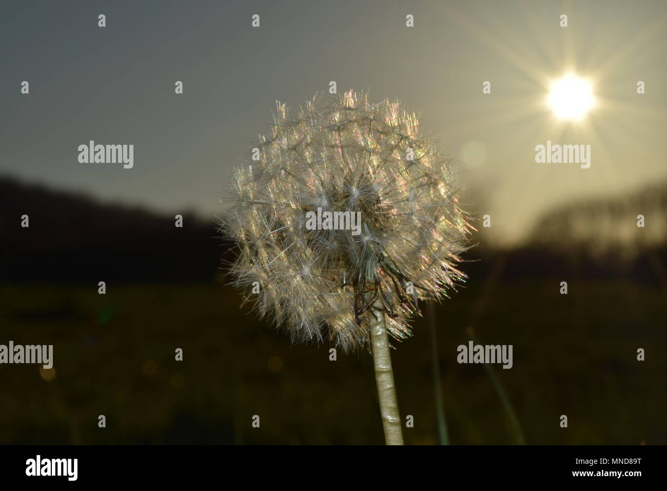 Seeds in sun hi-res stock photography and images - Alamy
