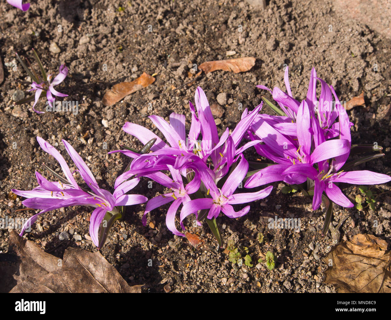 Colchicum bulbocodium,spring meadow saffron, an alpine flower, here captured in the Botanical garden in Oslo Norway Stock Photo