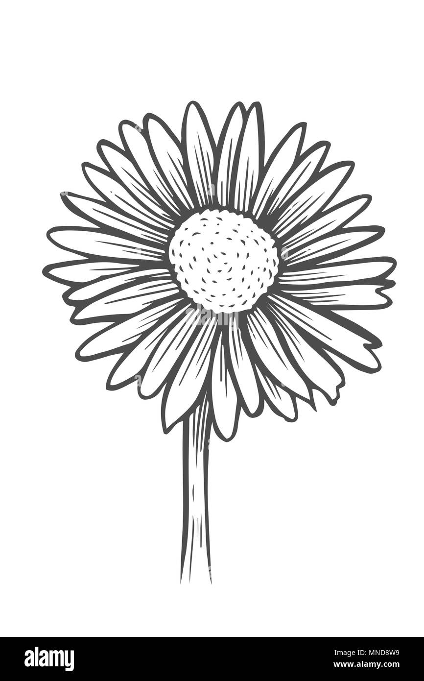 beautiful monochrome, black and white daisy flower isolated. for greeting cards and invitations of the wedding, birthday, Valentine's Day, mother's da Stock Vector