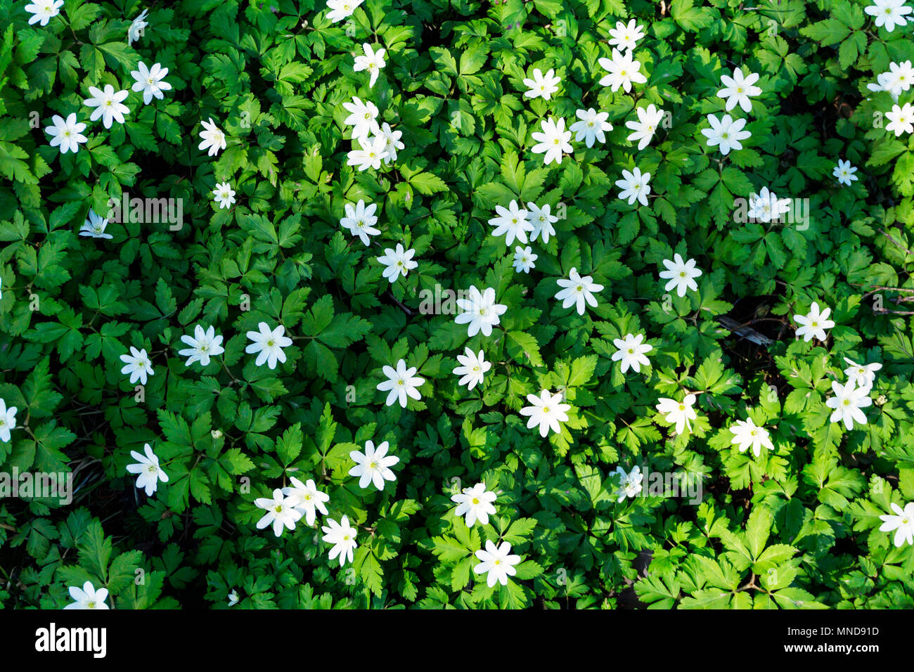 background - carpet of forest snowdrops Anemone uralensis, half illuminated by the sun, half in the shade Stock Photo
