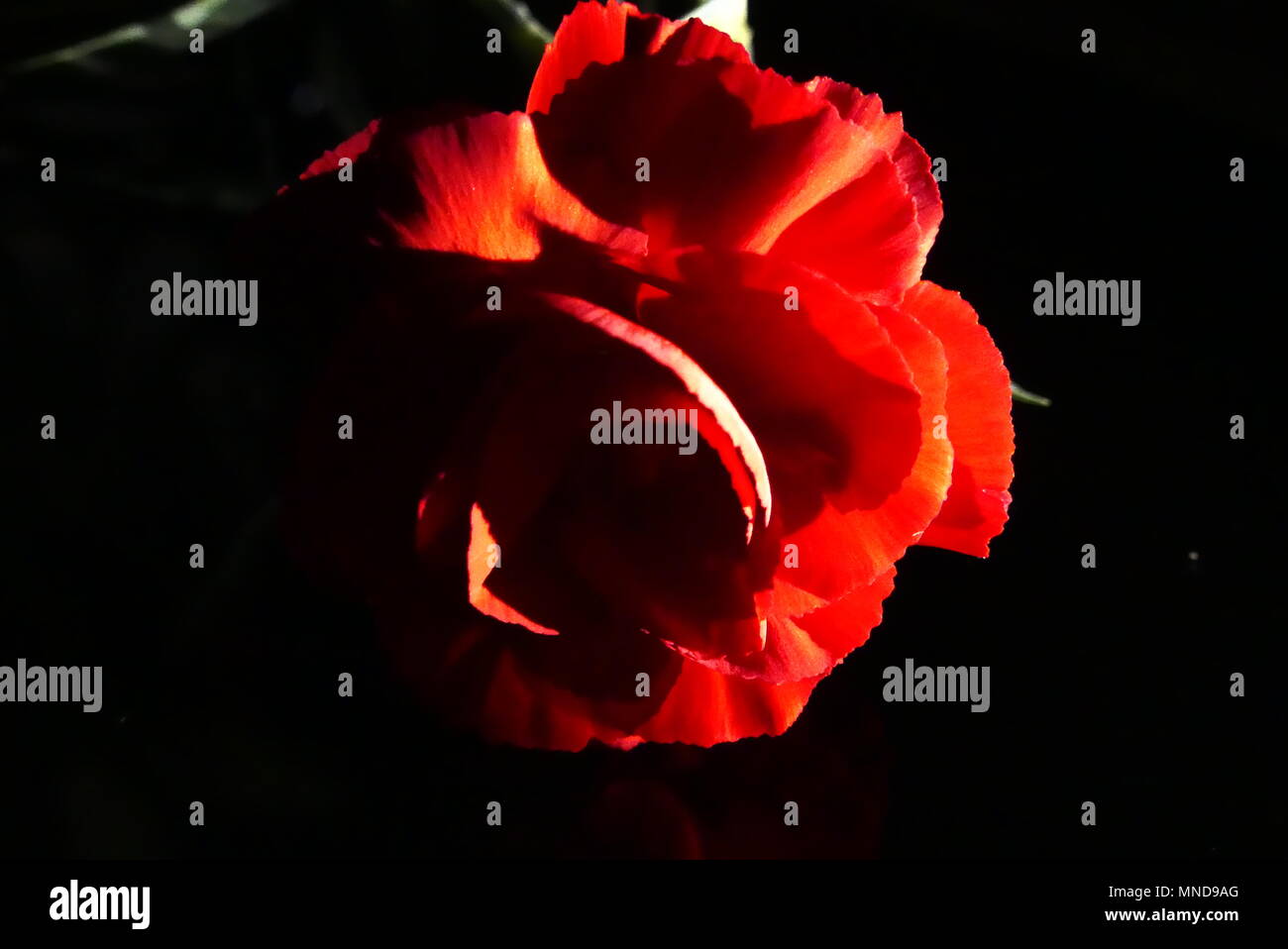 Low key roses hi-res stock photography and images - Alamy