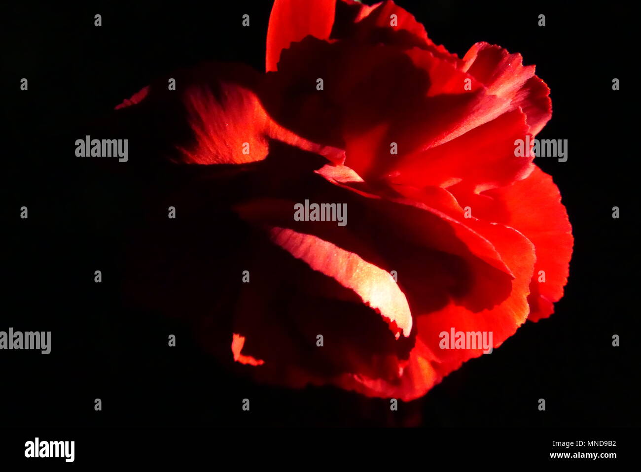 Low key roses hi-res stock photography and images - Alamy