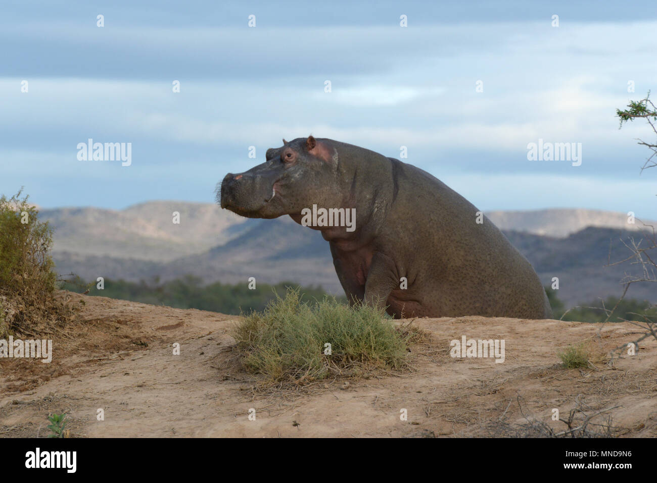 Male Hippo out of the water in the day time Stock Photo