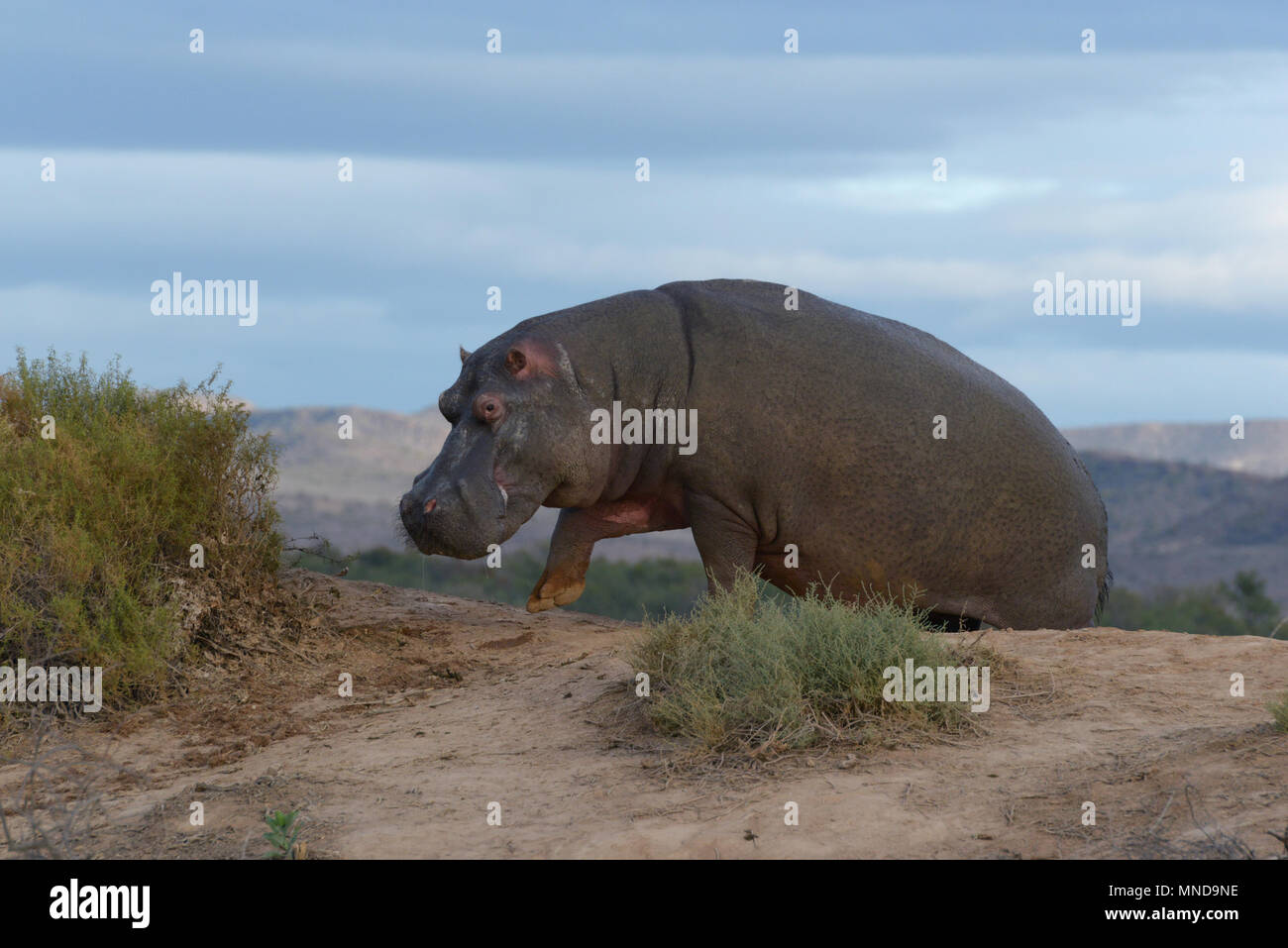 Male Hippo out of the water in the day time Stock Photo