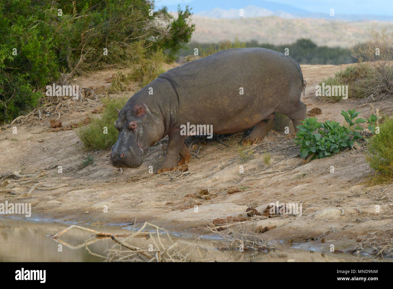 Male Hippo out of the water in the day time Stock Photo