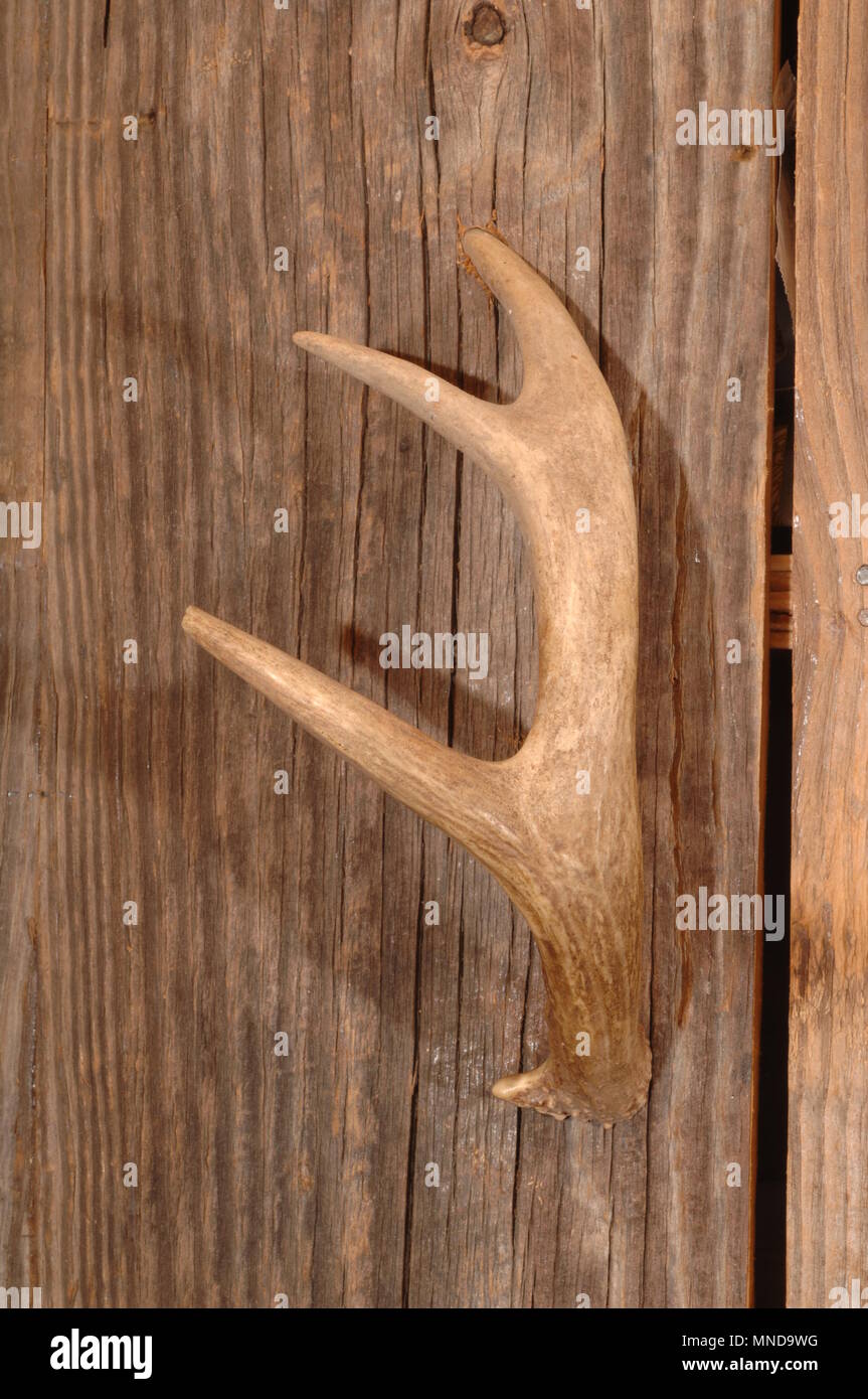 For the kitchen cabinet handles Almond Standard had a large collection of  deer antlers from hunting he cut to use as handles. One side he drilled a h  Stock Photo - Alamy