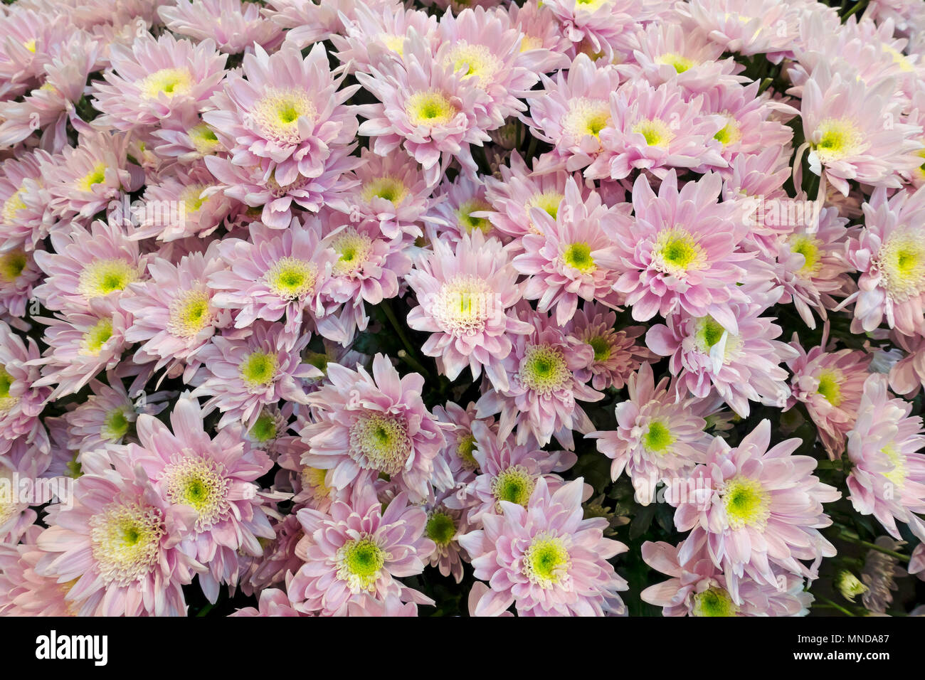 Close up of pink chrysanthemums flowers chrysanthemum flower England UK United Kingdom GB Great Britain Stock Photo