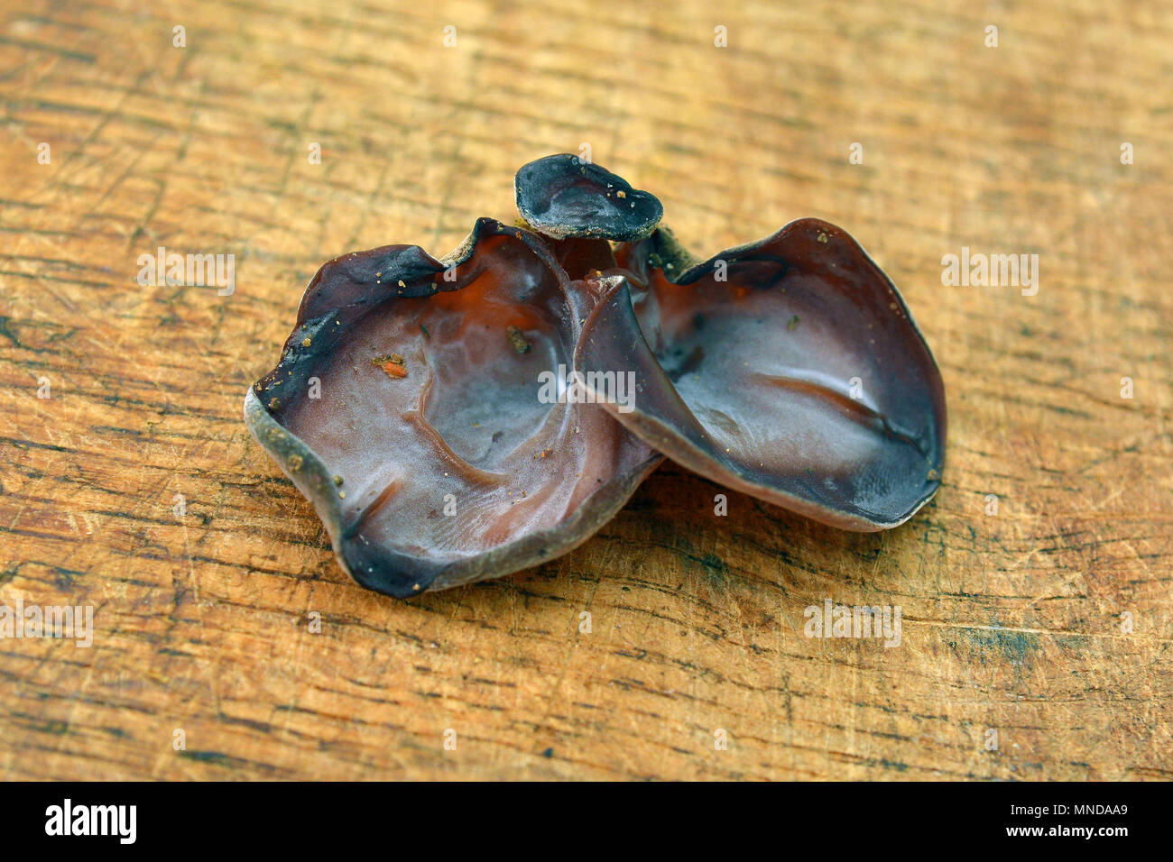 auricularia auriculajudae mushroom, known as the Jew's ear, wood ear