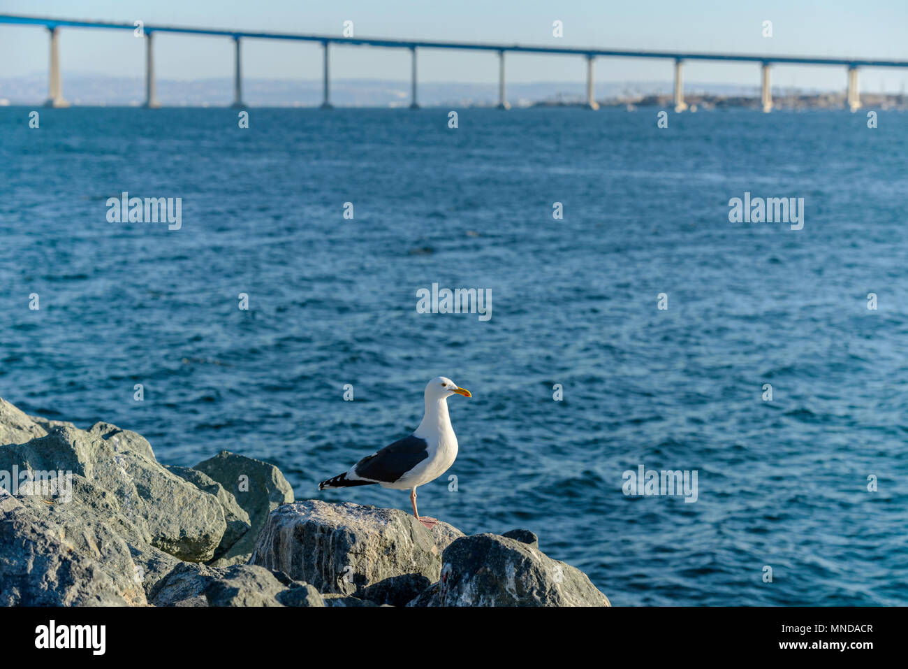 Seagull at San Diego Bay - A seagull standing on a rock at side of San Diego Bay, with Coronado Bridge in the background. San Diego, California, USA. Stock Photo