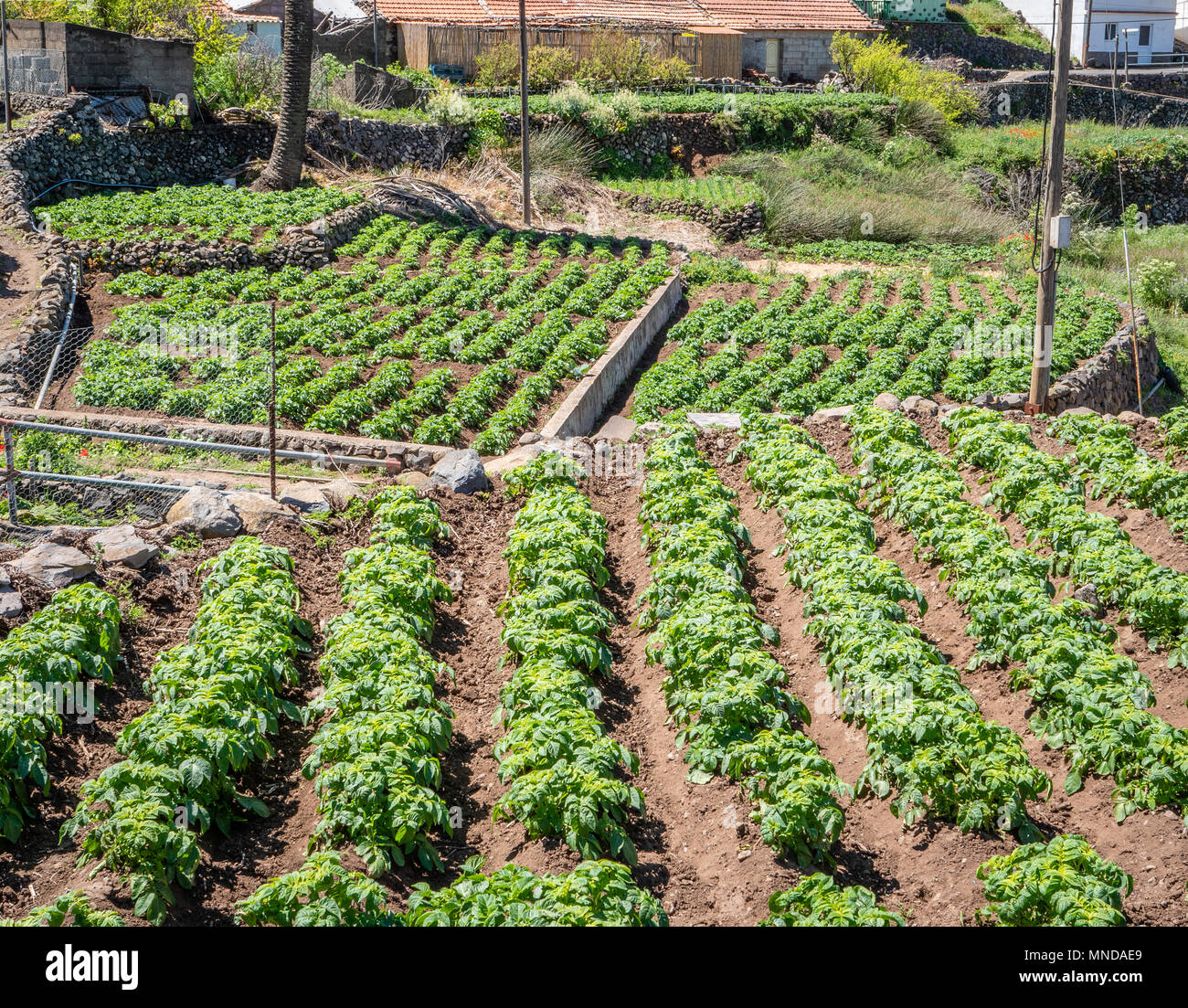 Small growing plots with crops of new potatoes near the village of Chipude in La Gomera in the Canary Islands Stock Photo