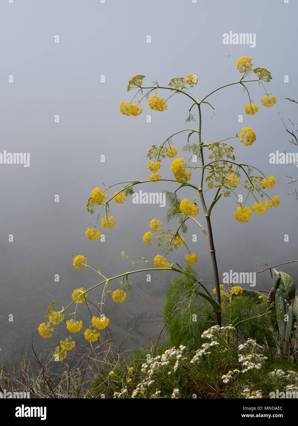 Ferula linkii an attractive umbellifer with yellow flower heads and feathery foliage - in mountain mists in the highlands of La Gomera Canary Islands Stock Photo