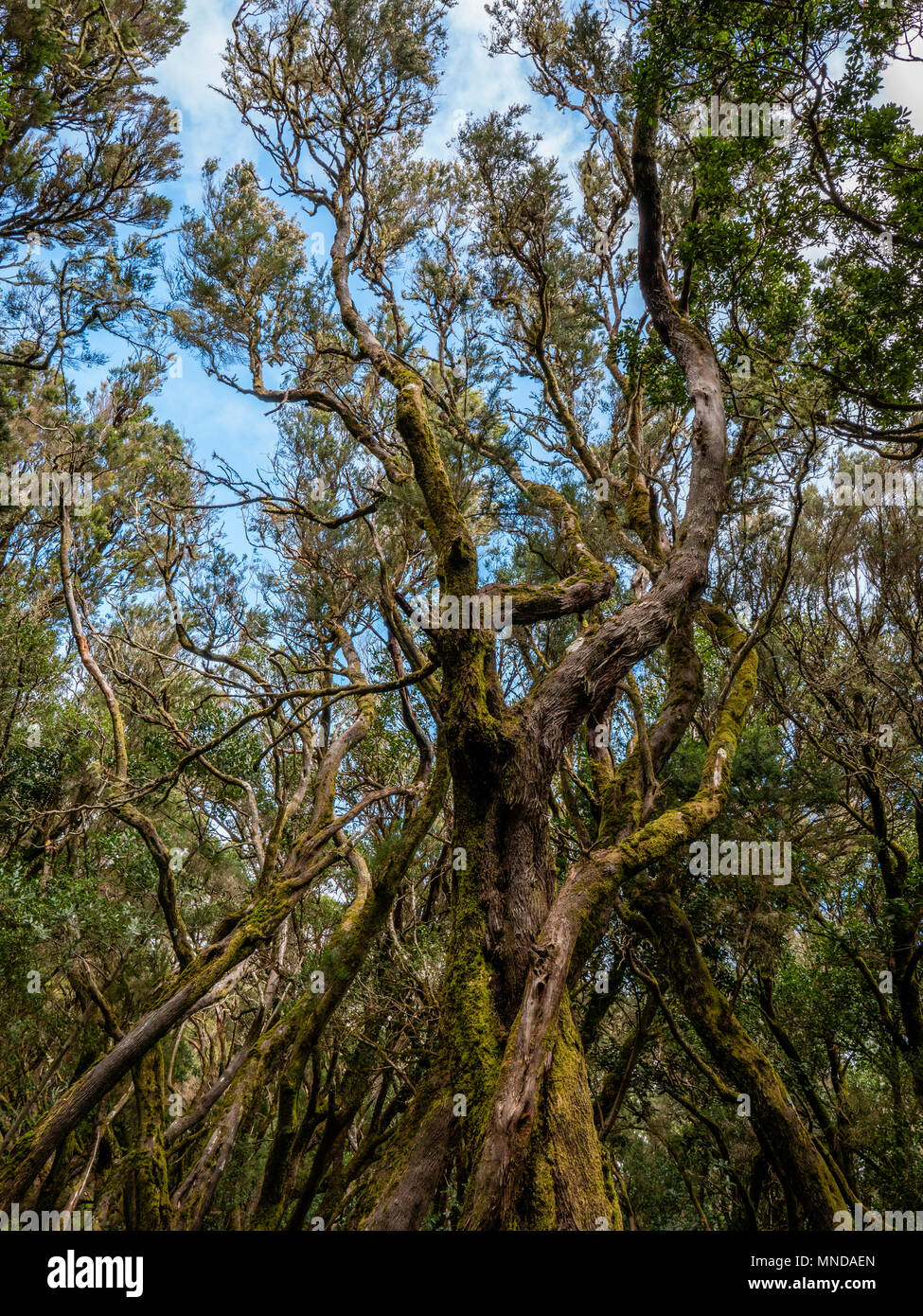 Laurisilva forest of tree heather Erica arborea in Garajonay National Park of la Gomera Canary Islands Stock Photo