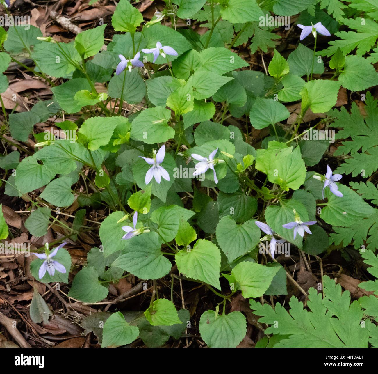 Pale form of Commn Dog Violet Viola riviniana growing in a Somerset wood UK Stock Photo