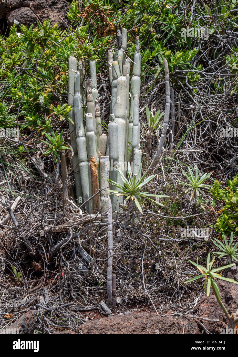 Ceropegia fusca or dichotoma a leafless perennial adapted to hot dry conditions growing above the Barranco de Rincon La Gomera Canary Islands Stock Photo