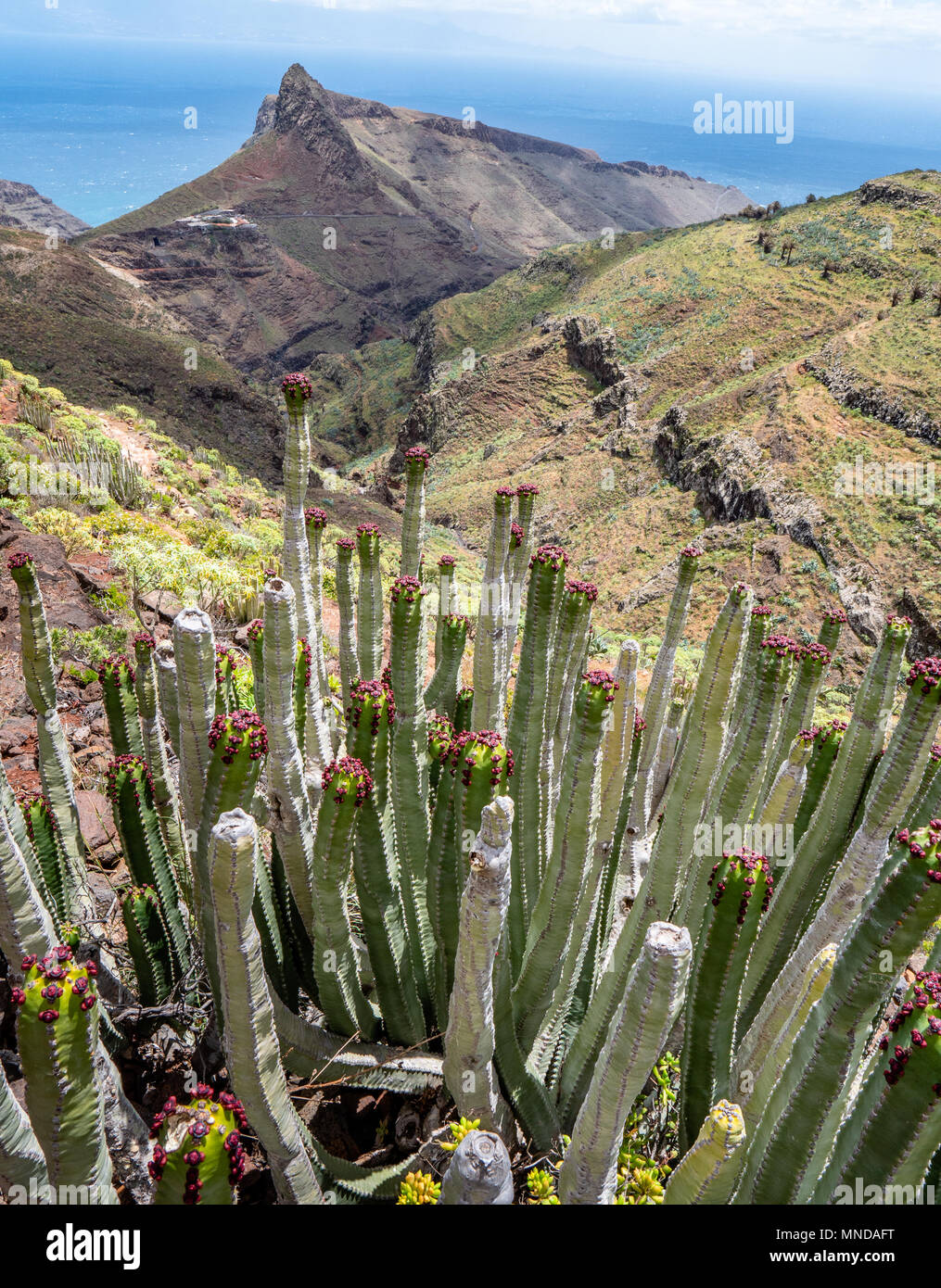 Cactus-like leafless stems of Euphorbia canariensis the Canary Spurge above Punta de Avolo on the dry east coast of La Gomera in the Canary Islands Stock Photo
