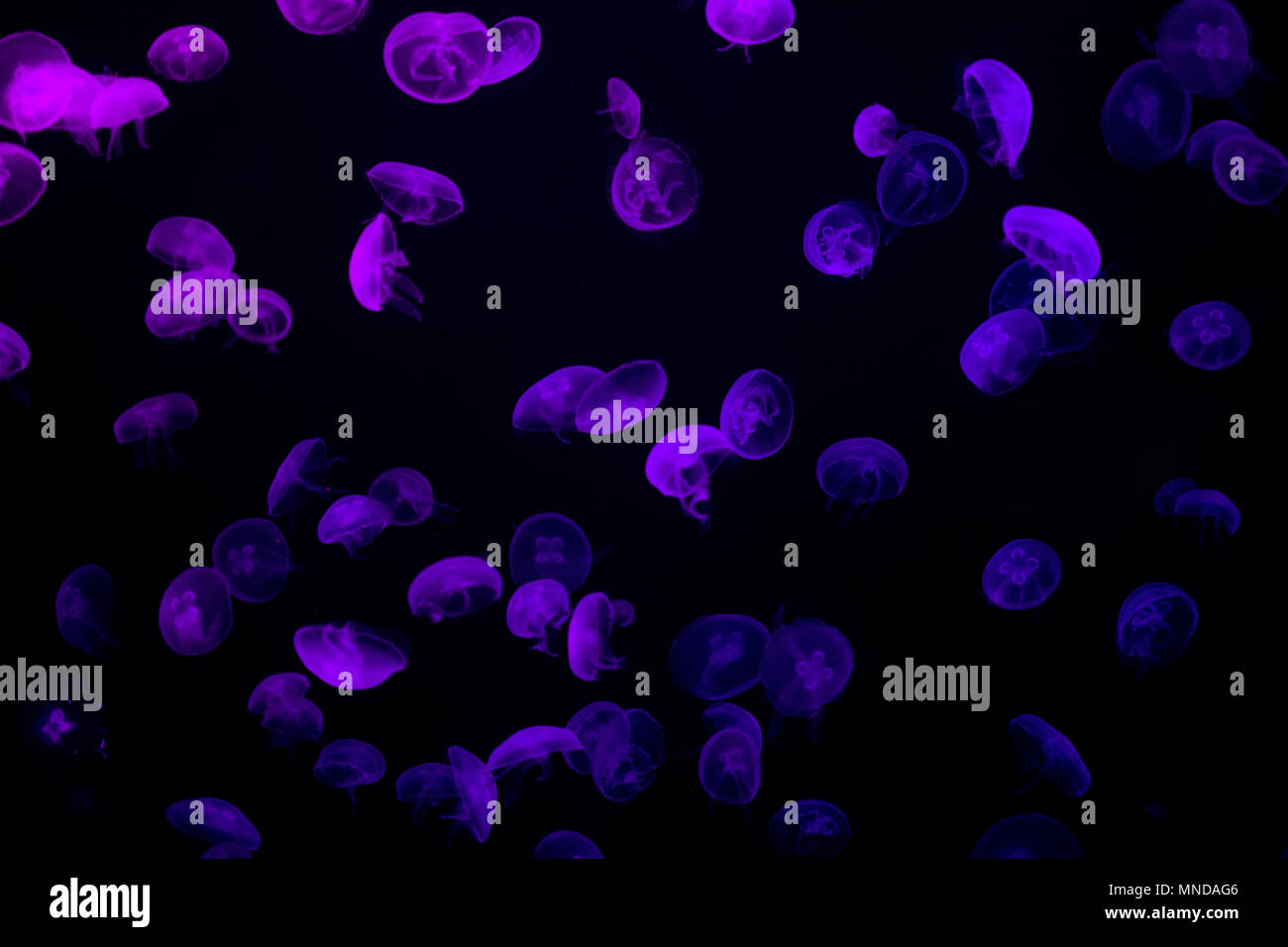 Purple bioluminescent jellyfish swimming in deep, dark ocean ...