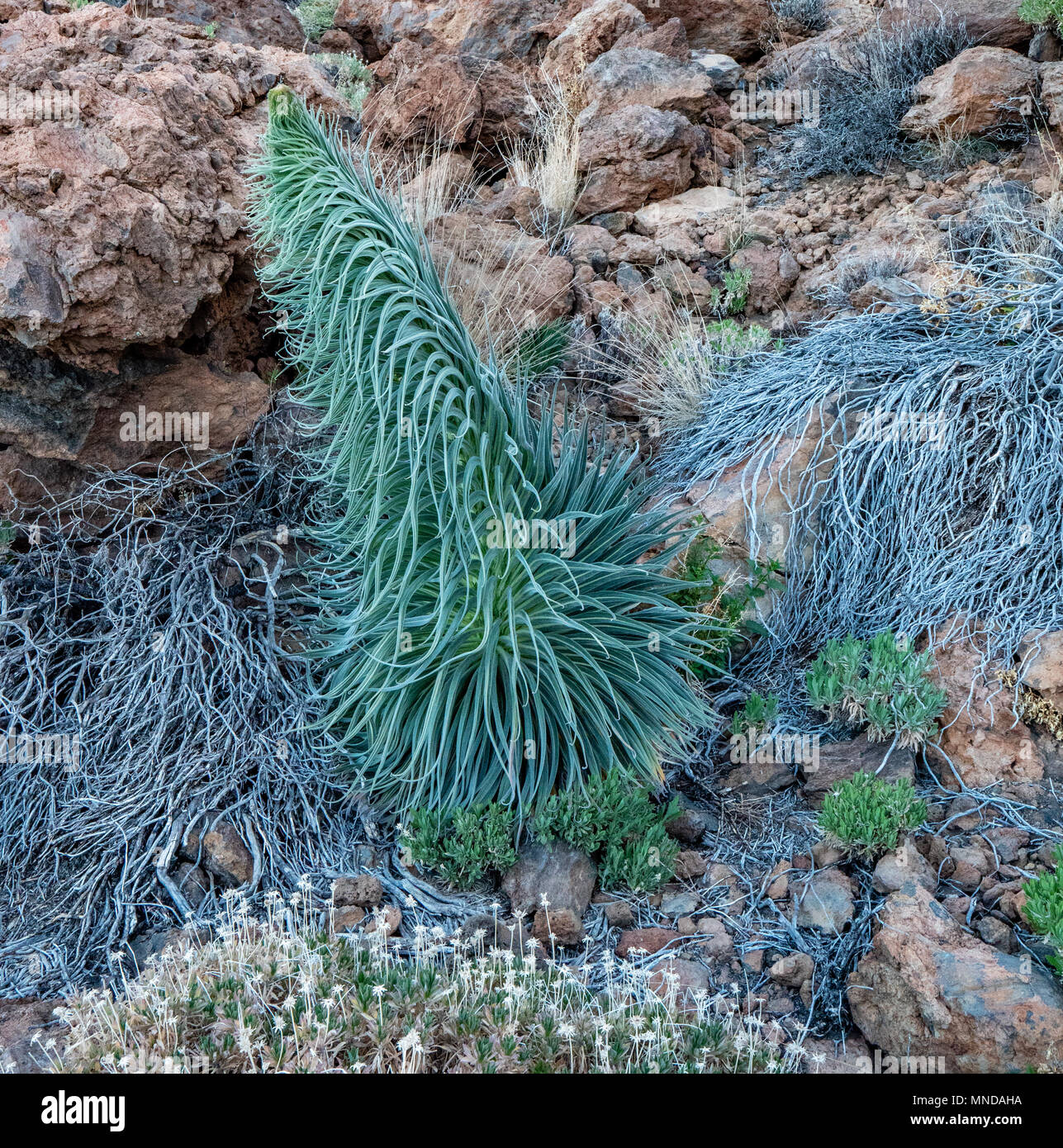 Newly emerged flower spike of Echium wildpretii on Mount Teide on Tenerife in the Canary Islands Stock Photo