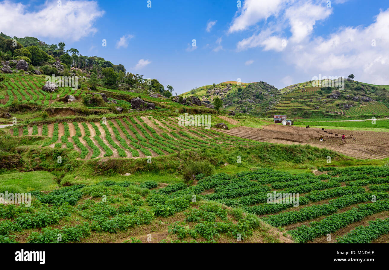 Agricultural fields under blue skies in rural Meghalaya, India Stock Photo