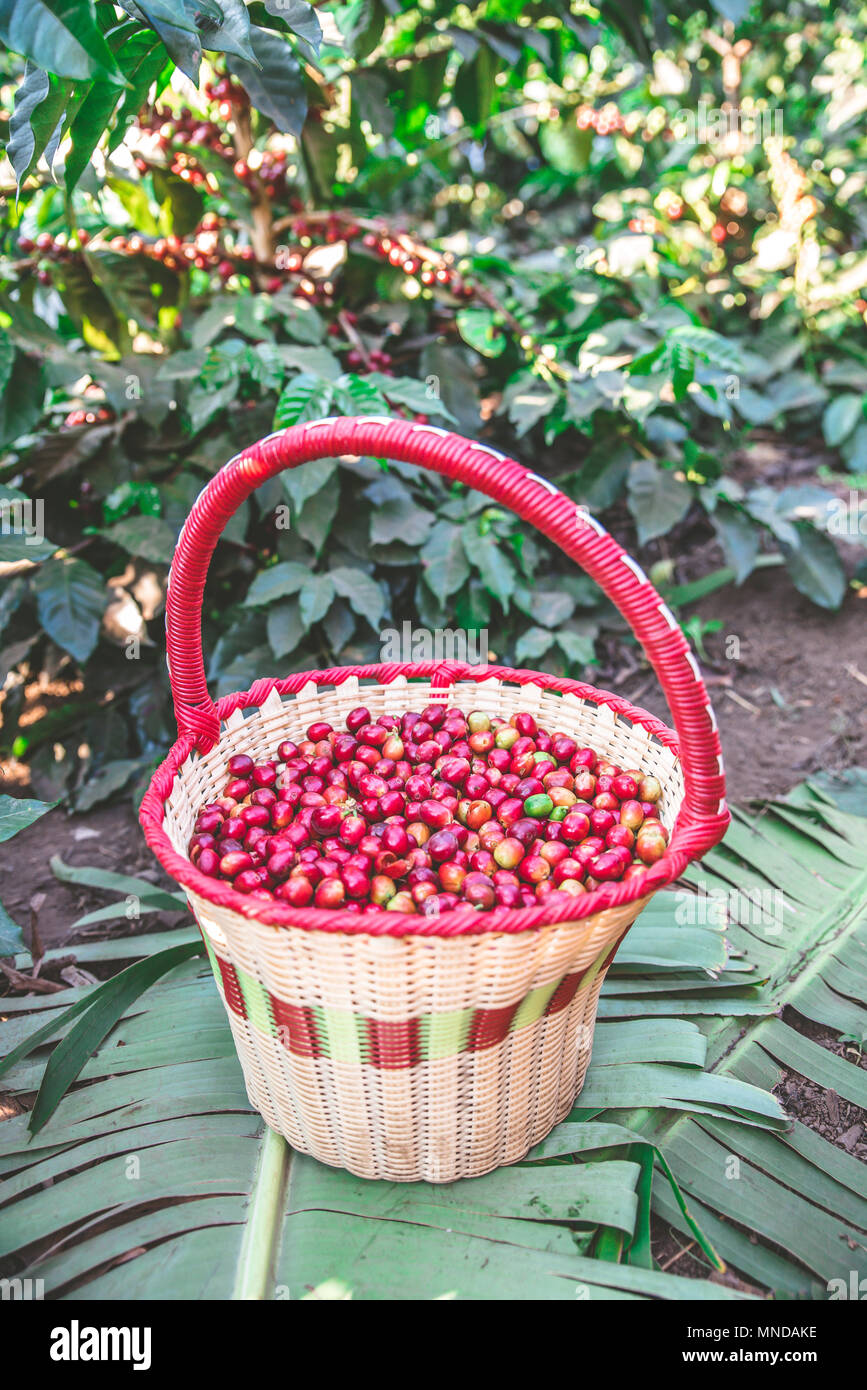 pic Coffee Picking Basket alamy