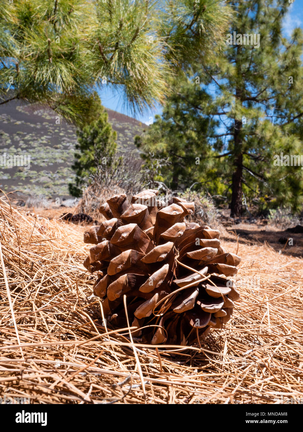 Cone of the Canary Pine Pinus canariensis on a bed of pine needles from trees on the slopes of Mount Teide in the Canary Islands Stock Photo